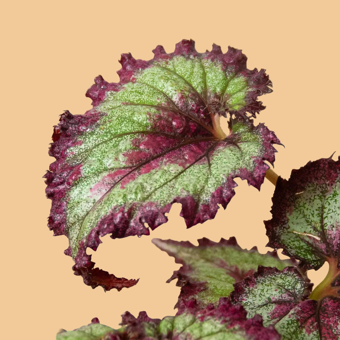 Close-up of a Begonia leaf with green and purple coloration on a white background