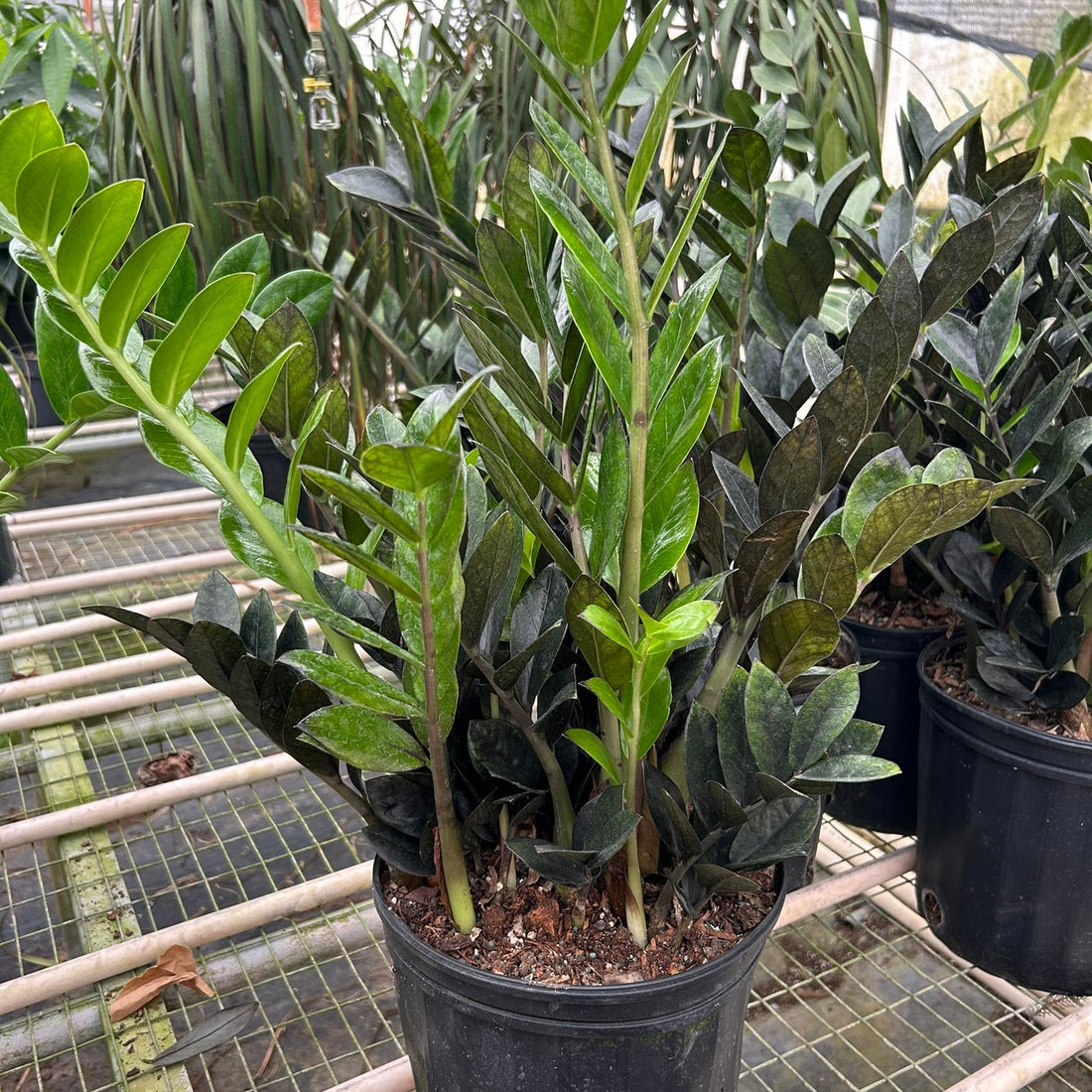 Potted ZZ RAVEN plant on a metal shelf in a greenhouse setting from House of Agave.