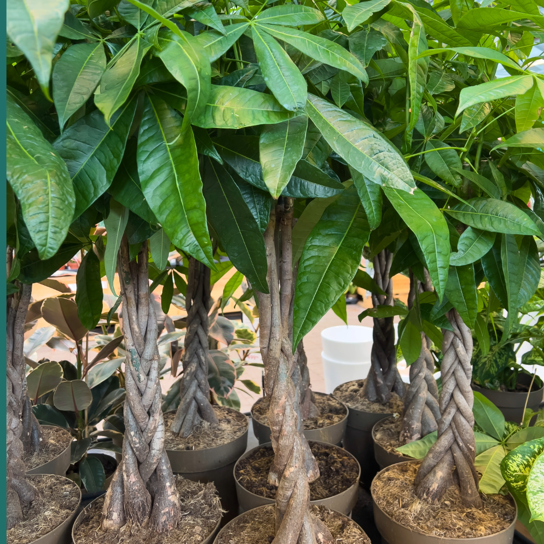 Pachira aquatica, Braided Money Tree