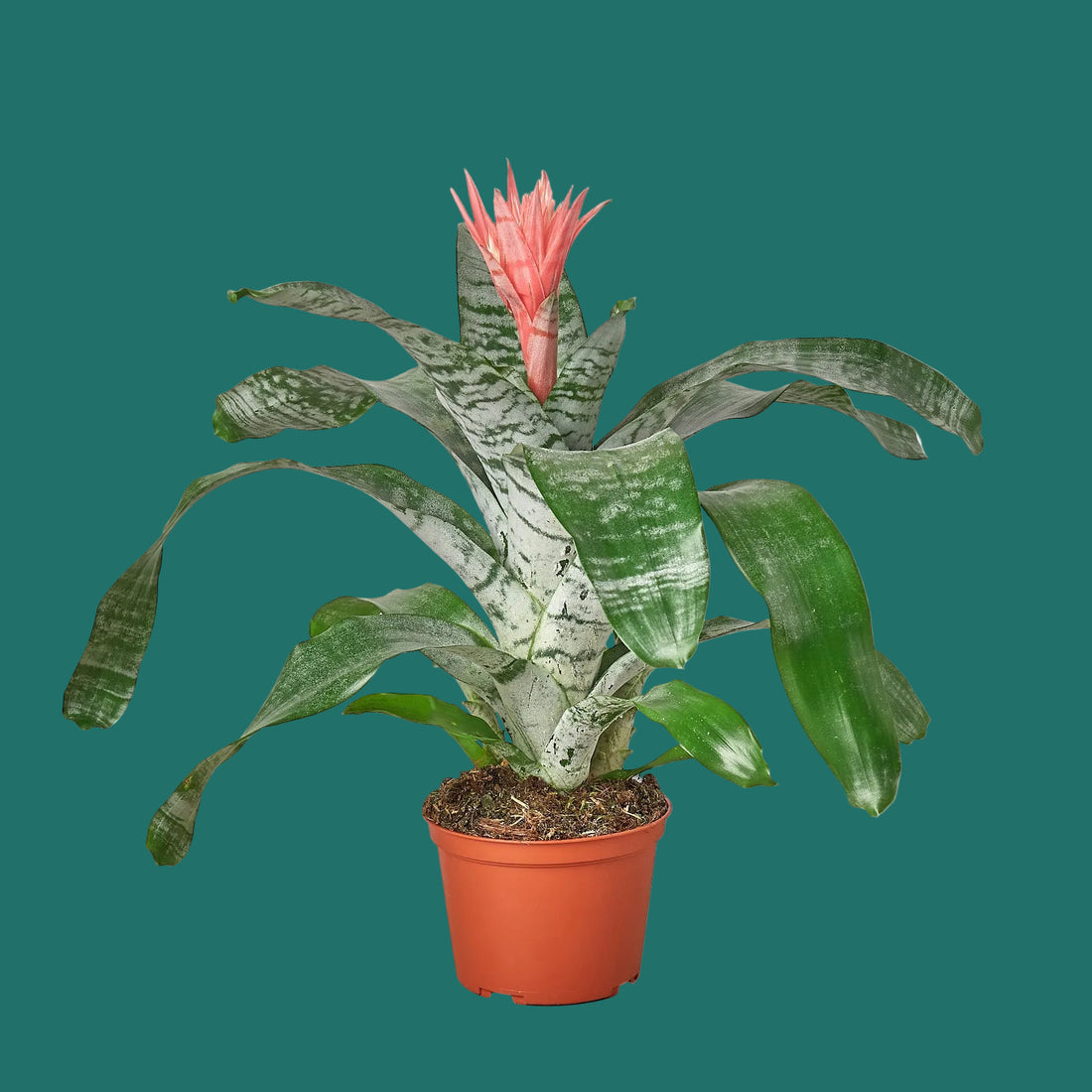 Potted Bromeliad houseplant with green leaves and a pink flower on a green background by House of Agave.