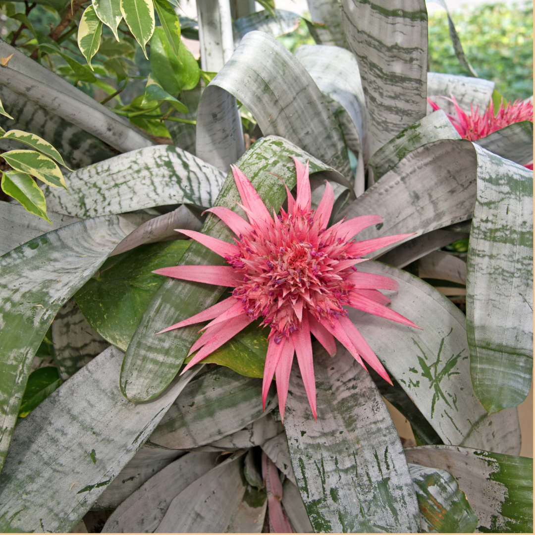 Bromeliad Silver Vase