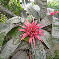 Bromeliad Silver Vase