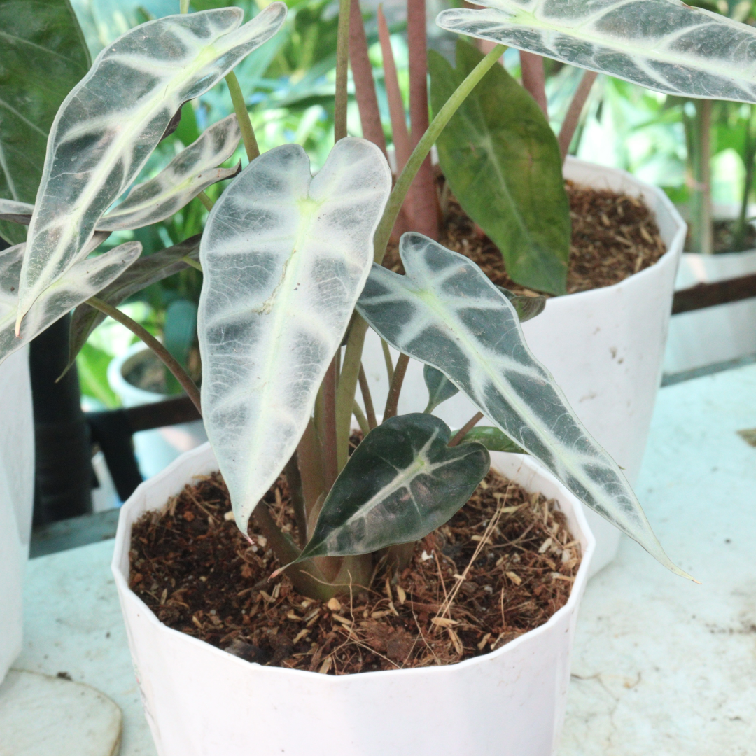 Alocasia amazonica Bambino