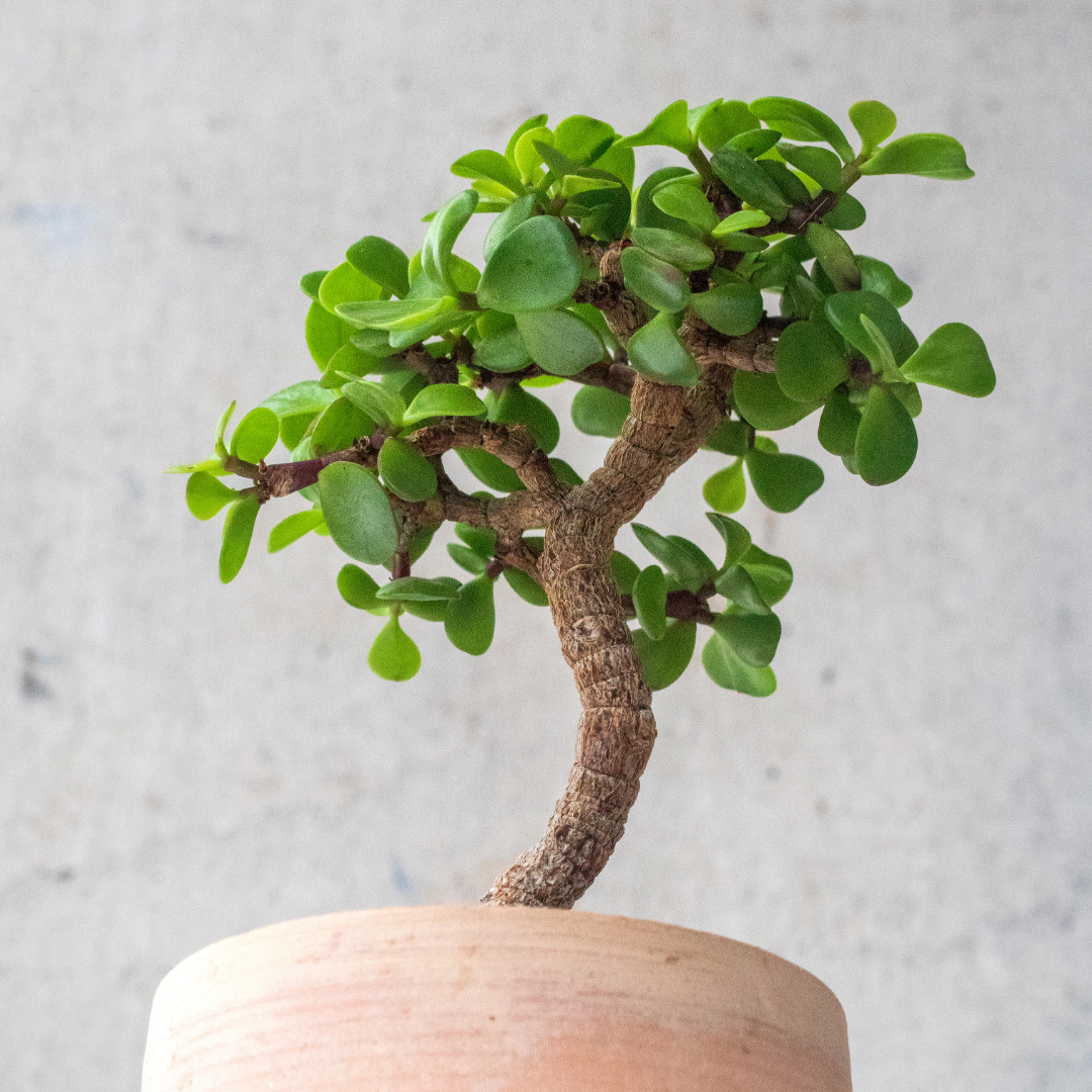 Bonsai Jade Dwarf Green
