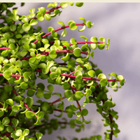 Bonsai Jade Dwarf Green