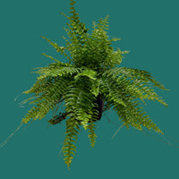 A lush greenfern plant with detailed, feathery fronds, displayed against a light gray fabric backdrop.