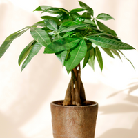 Potted plant with green leaves on a light background