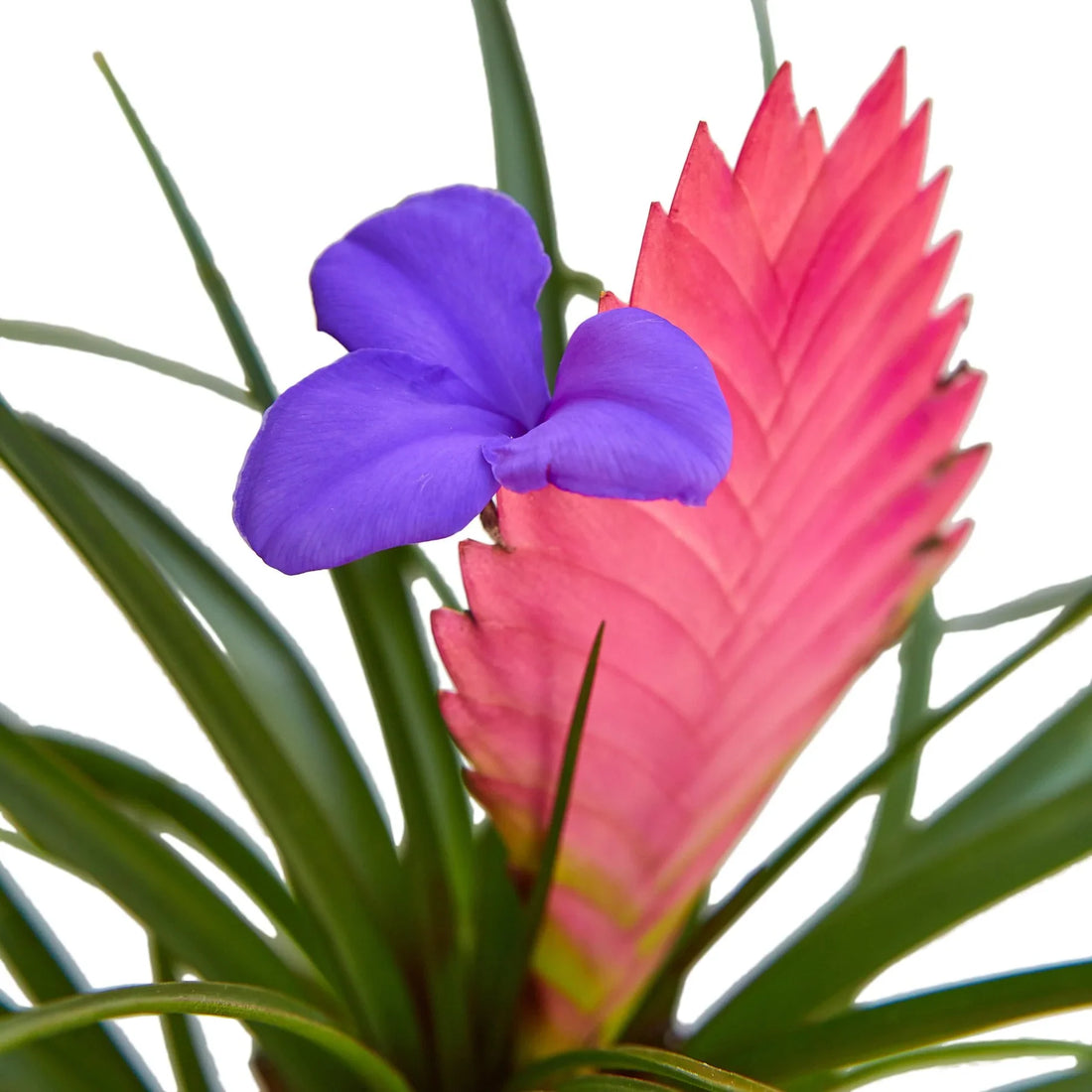 Close-up of a purple and pink Bromeliad on a white background.