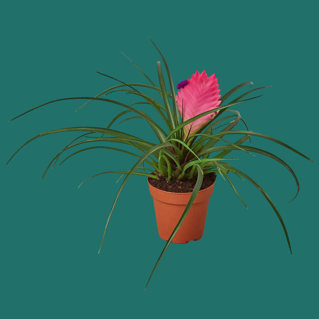 Potted Bromeliad Pink Quill plant with a pink flower on a green background from House of Agave.