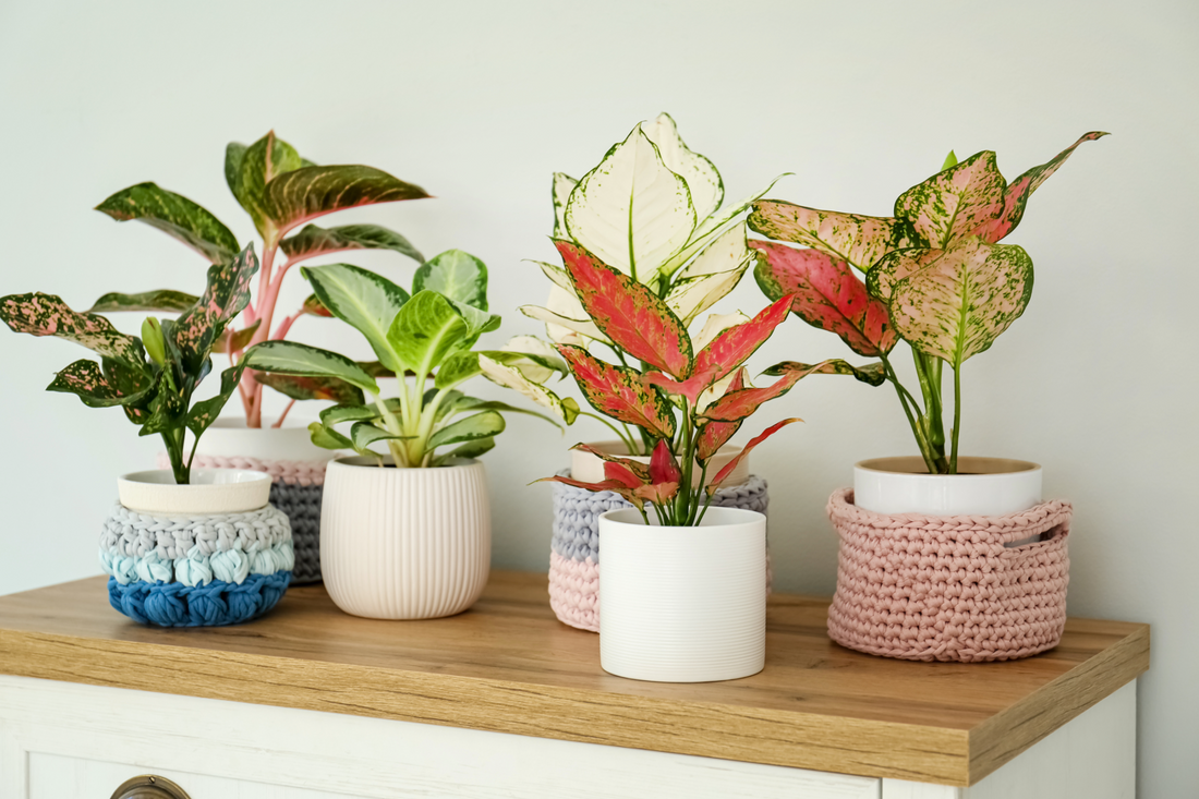 Fiddle Leaf Fig, Ficus Lyrata Plant