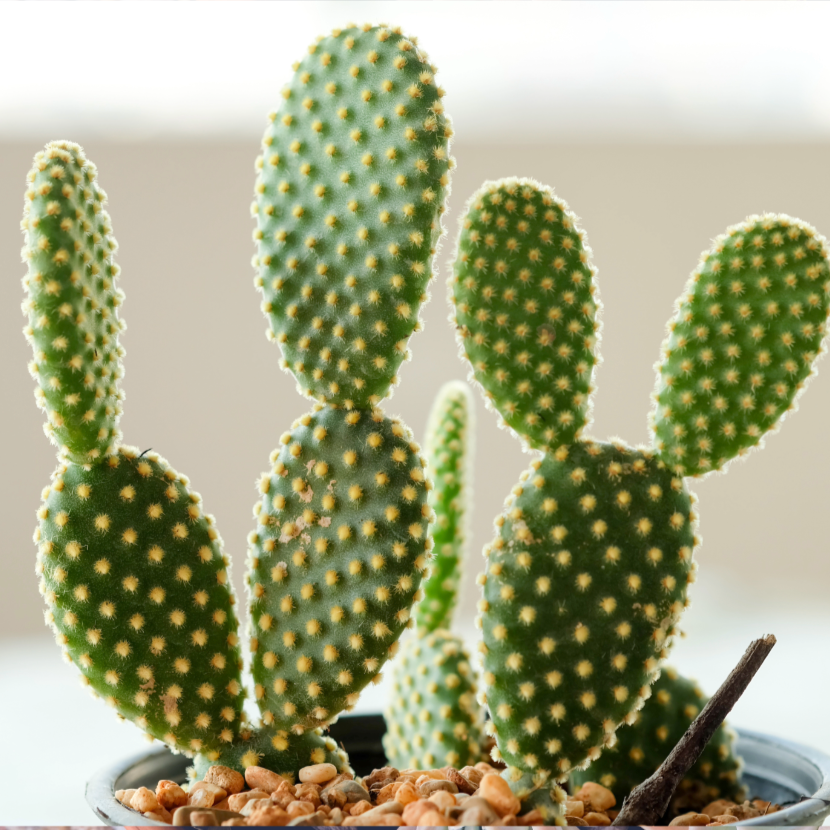 Green Bunny-Ear cactus plant with small spines on a blurred background.