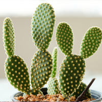 Green Bunny-Ear cactus plant with small spines on a blurred background.