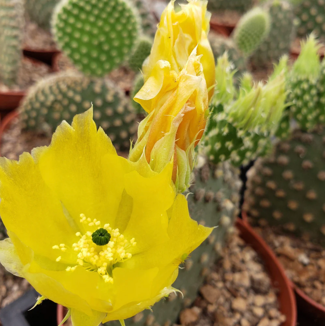 Close-up of a yellow cactus flower with green cacti in the background from House of Agave.
