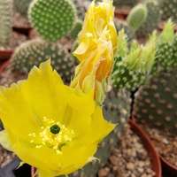 Close-up of a yellow cactus flower with green cacti in the background from House of Agave.