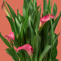 Bouquet of pink calla lilies with green leaves on a white background