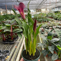 Potted plant with A PURPLE FLOWER and green leaves held in a greenhouse setting.