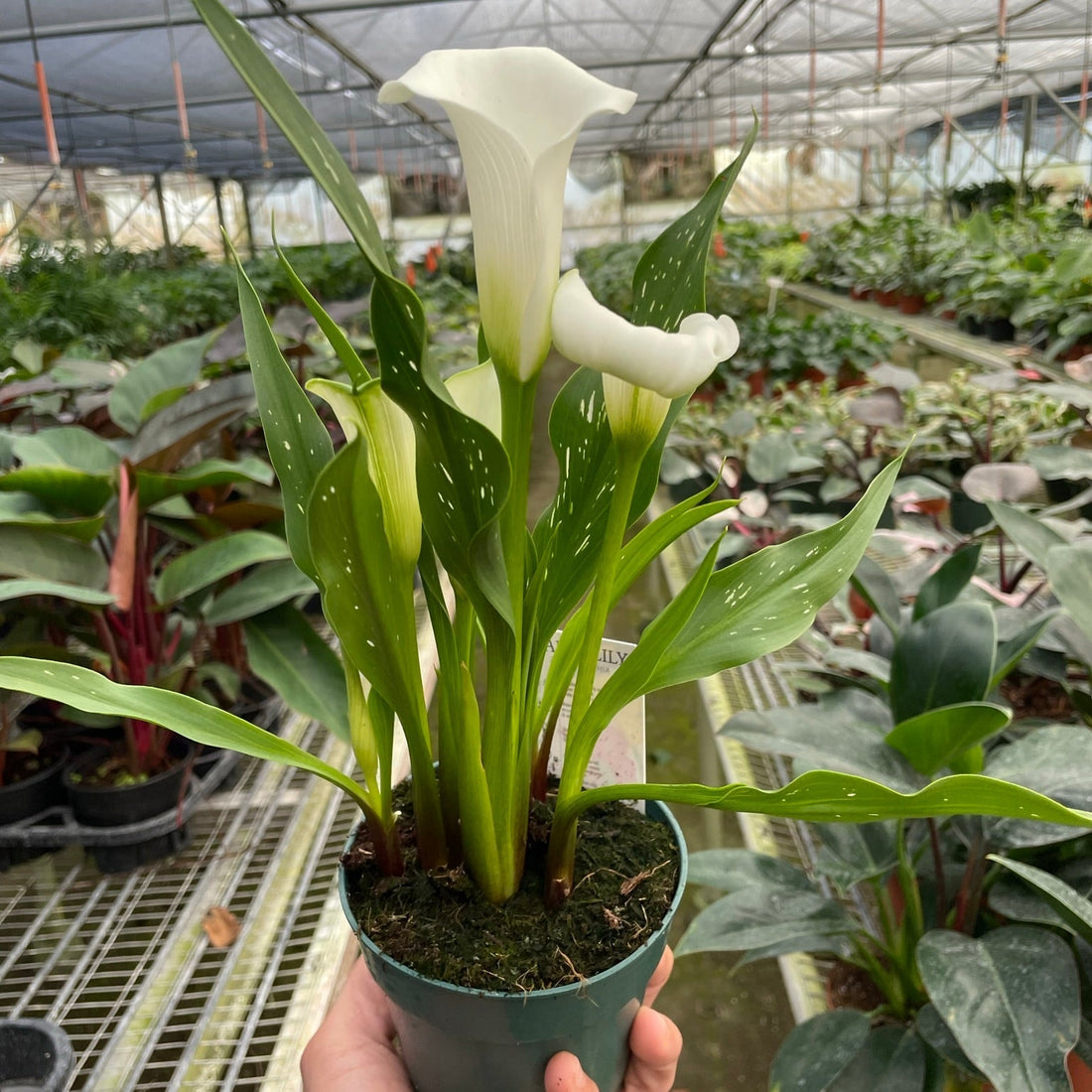 Potted plant with white CALLA LILY flower held in a greenhouse setting.