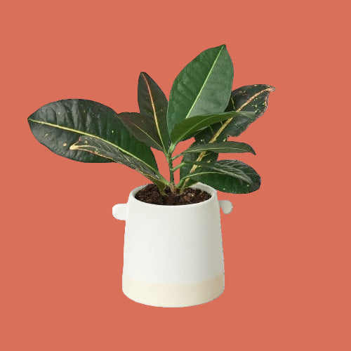 Potted plant with large green leaves in a white ceramic planter against a plain background by House of Agave.