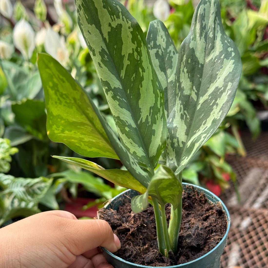 Potted Aglaonema Maria houseplant with variegated green leaves held by a hand in a garden setting by House of Agave.