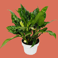 Potted Chinese Evergreen houseplant with green leaves on a terracotta background from House of Agave.