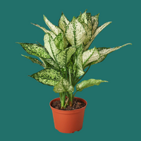 Potted Aglaonema First Diamon plant with green and white leaves on a green background from House of Agave.