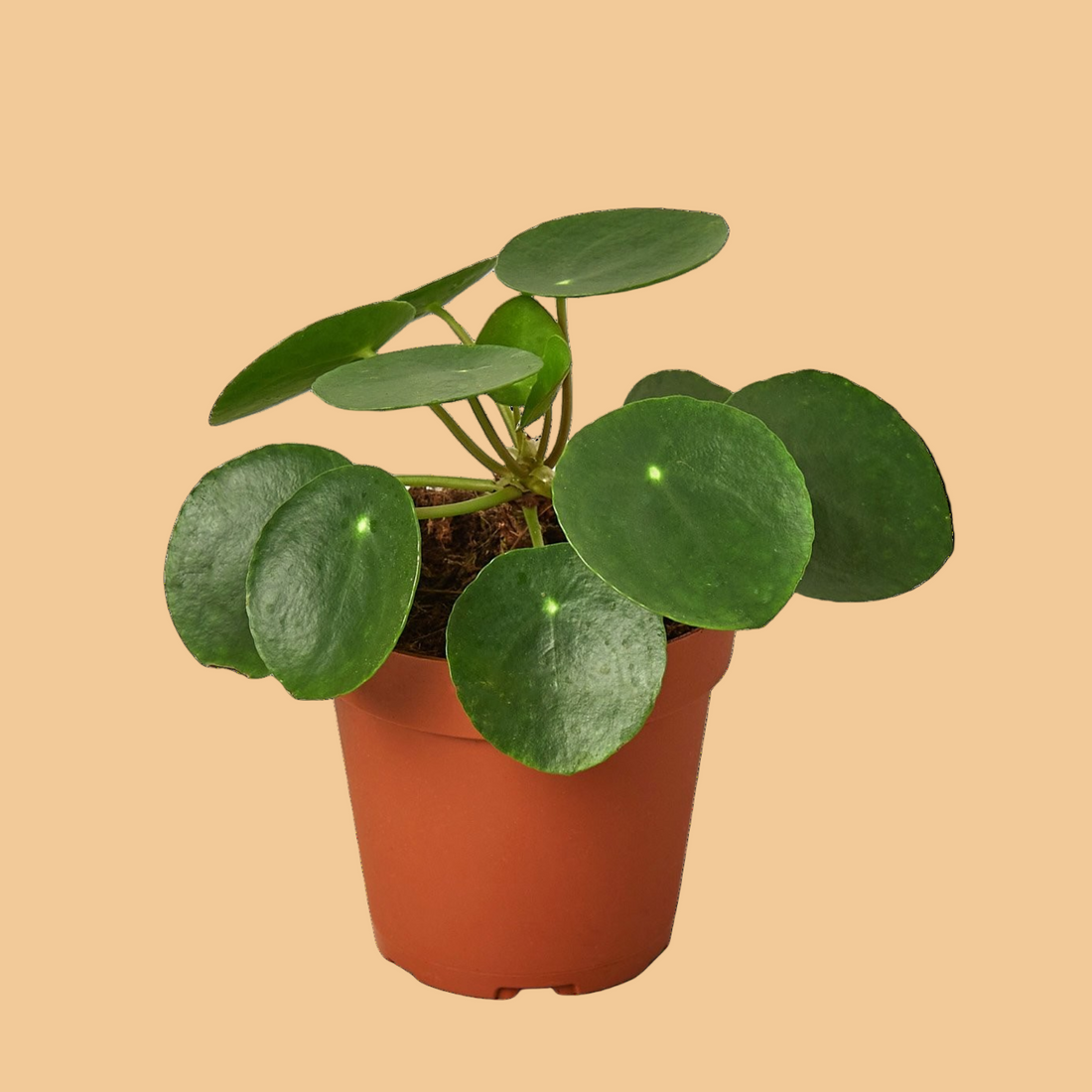 Potted Chinese Money plant with round green leaves on a peach background from House of Agave.