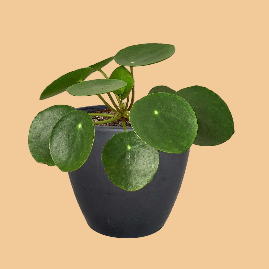 Potted Chinese Money Plant plant with round green leaves on a peach background.