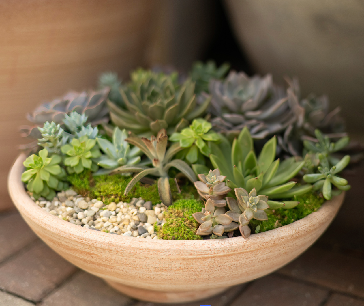 Bowl filled with a variety of succulents on a wooden surface