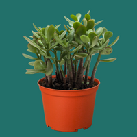 Potted Jade succulent plant with green leaves in an orange pot on a green background by House of Agave.