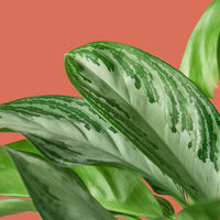 Close-up of Silver Bay green leaves with white veins on a terracotta background from House of Agave.