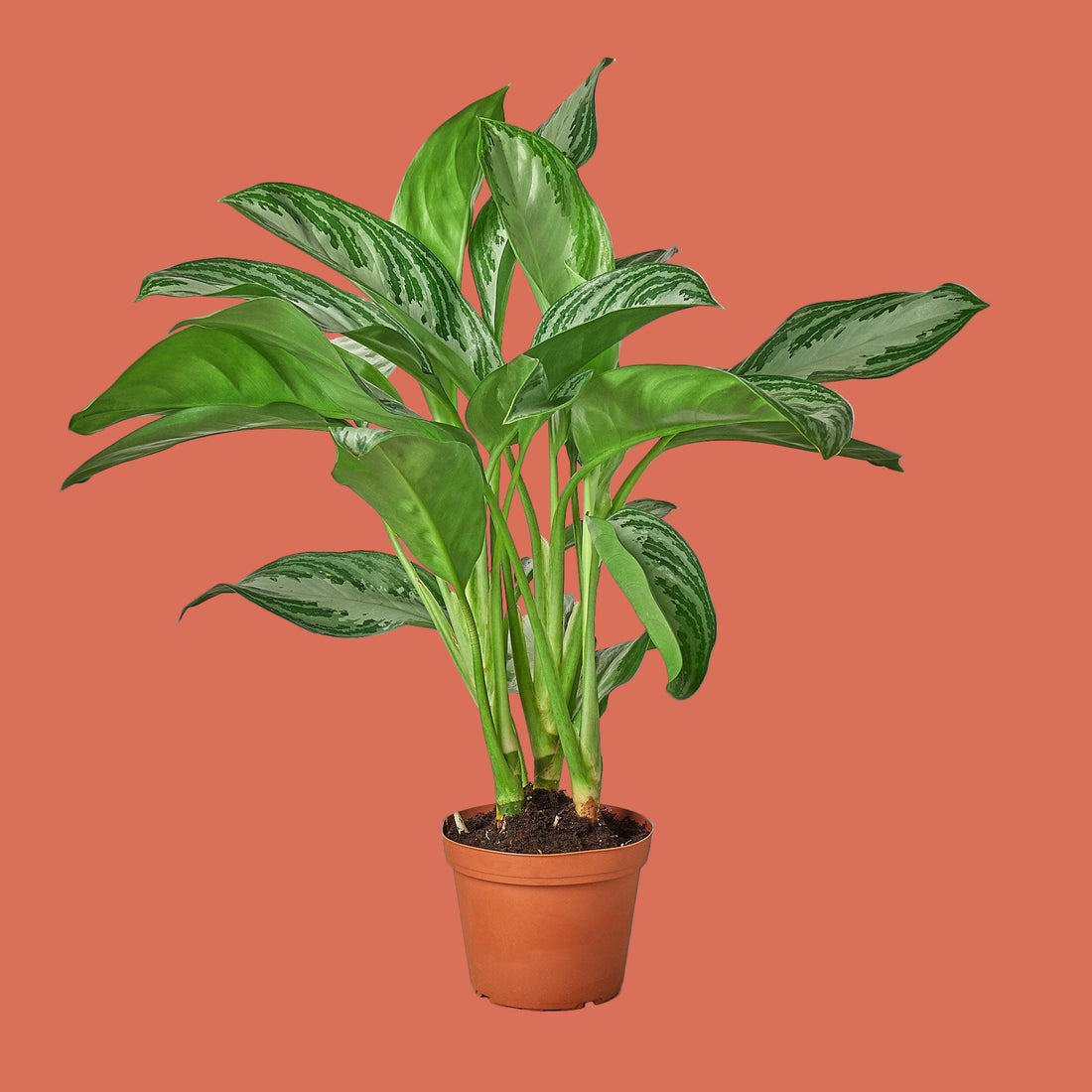 Potted Silver Bay Aglaonema green plant on a terracotta background from House of Agave.