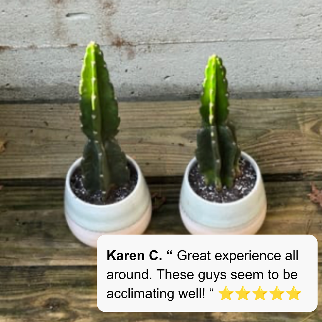 Two potted cactus plants in small white ceramic pots sitting on a rustic wooden surface against a concrete wall, with a customer review text bubble overlaid at the bottom right.
