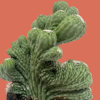 Close-up of a green Coral cactus plant on a terracotta background from House of Agave.