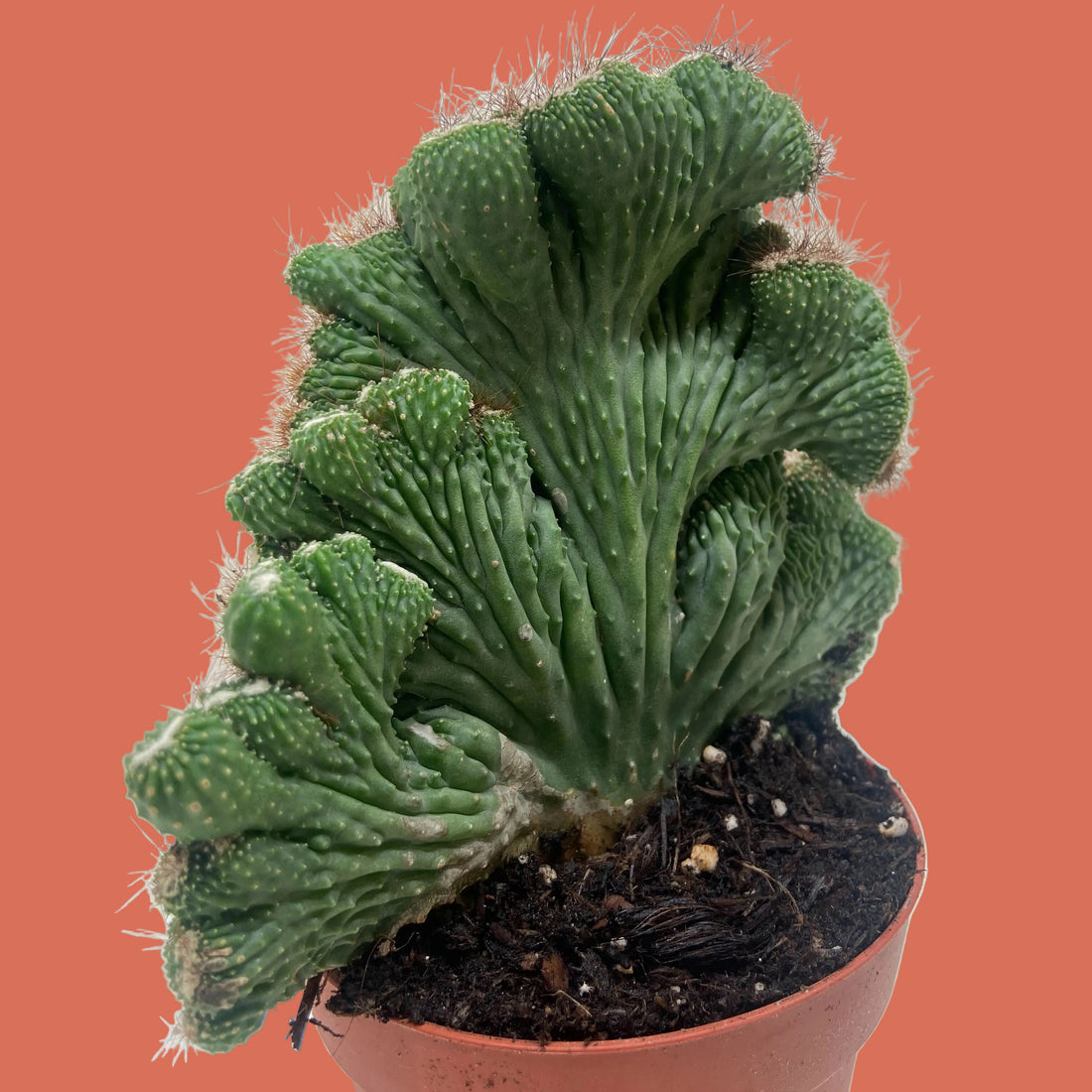 Potted Coral cactus with a terracotta background.