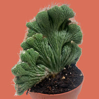 Potted Coral cactus with a terracotta background.