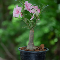 Potted Desert Rose plant with pink flowers against a blurred green background from House of Agave.
