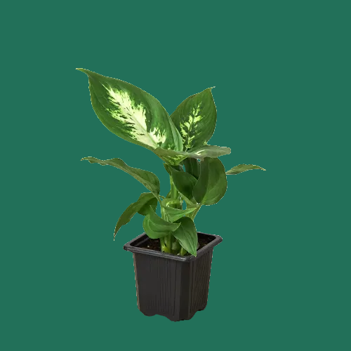 Potted Dieffenbachia Camille plant with green and white leaves on a plain background.