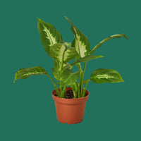 Potted Dieffenbachia Camile plant with green leaves on a plain background.