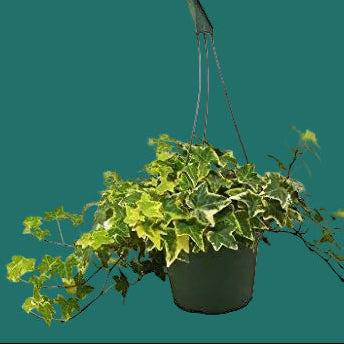 Hanging basket with a green English Ivy Gold Child plant on a green background.