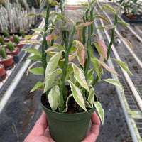 HAND HOLDING A CREAM, GREEN AND PINK EUPHORBIA, DEVIL'S BACKBONE PLANT IN A GREENHOUSE SETTING.