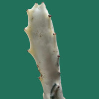 Rare cactus Euphorbia lactea, Dragon Bone  plant with white stem and spines on a GREEN background.