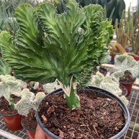 Potted MERMAID'S TAIL cactus plant held by a hand in a greenhouse setting from House of Agave.