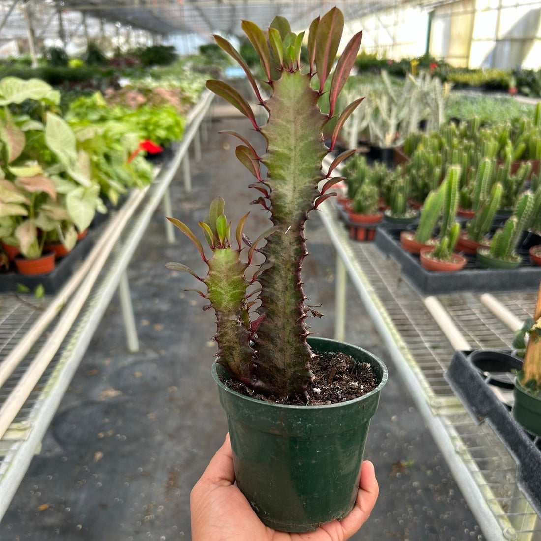 Hand holding a potted Euphorbia plant in a greenhouse setting from House of Agave.