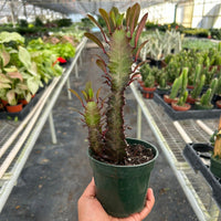 Hand holding a potted Euphorbia plant in a greenhouse setting from House of Agave.