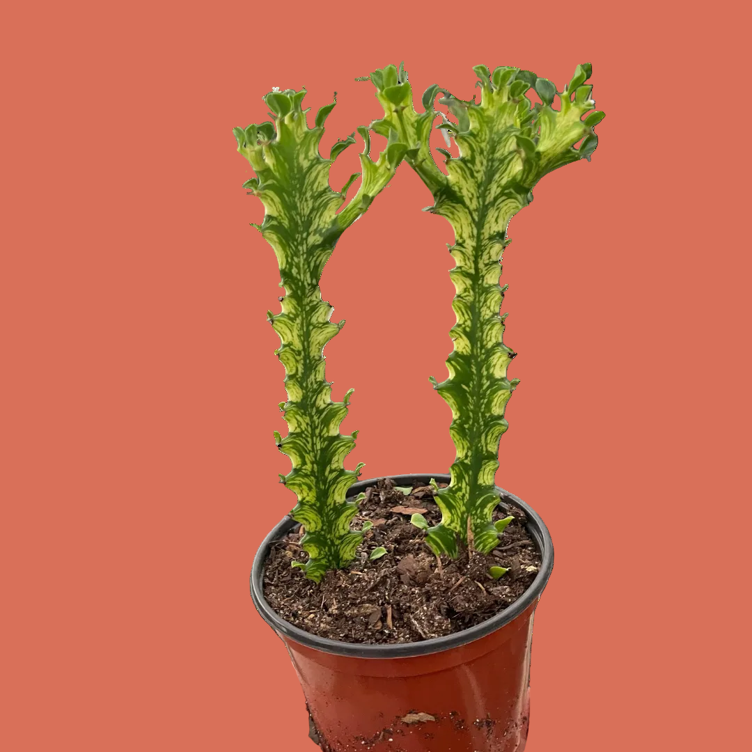 Potted Euphorbia plant with unique green leaves on a plain background.