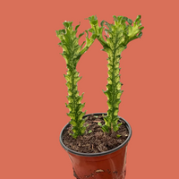 Potted Euphorbia plant with unique green leaves on a plain background.