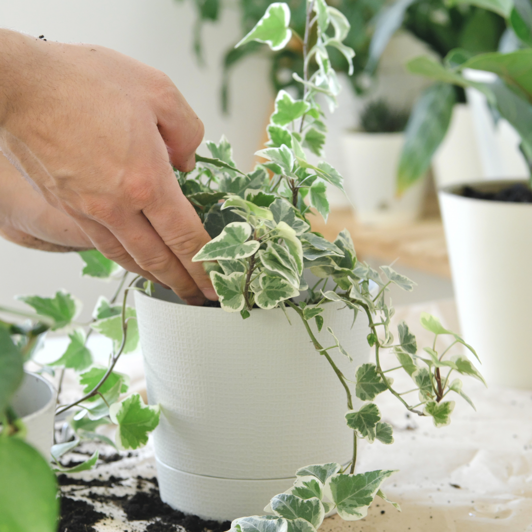 Person holding a potted English Ivy plant with green leaves in a blurred indoor setting.