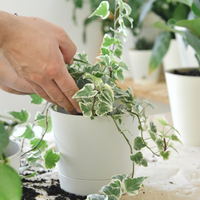 Person holding a potted English Ivy plant with green leaves in a blurred indoor setting.