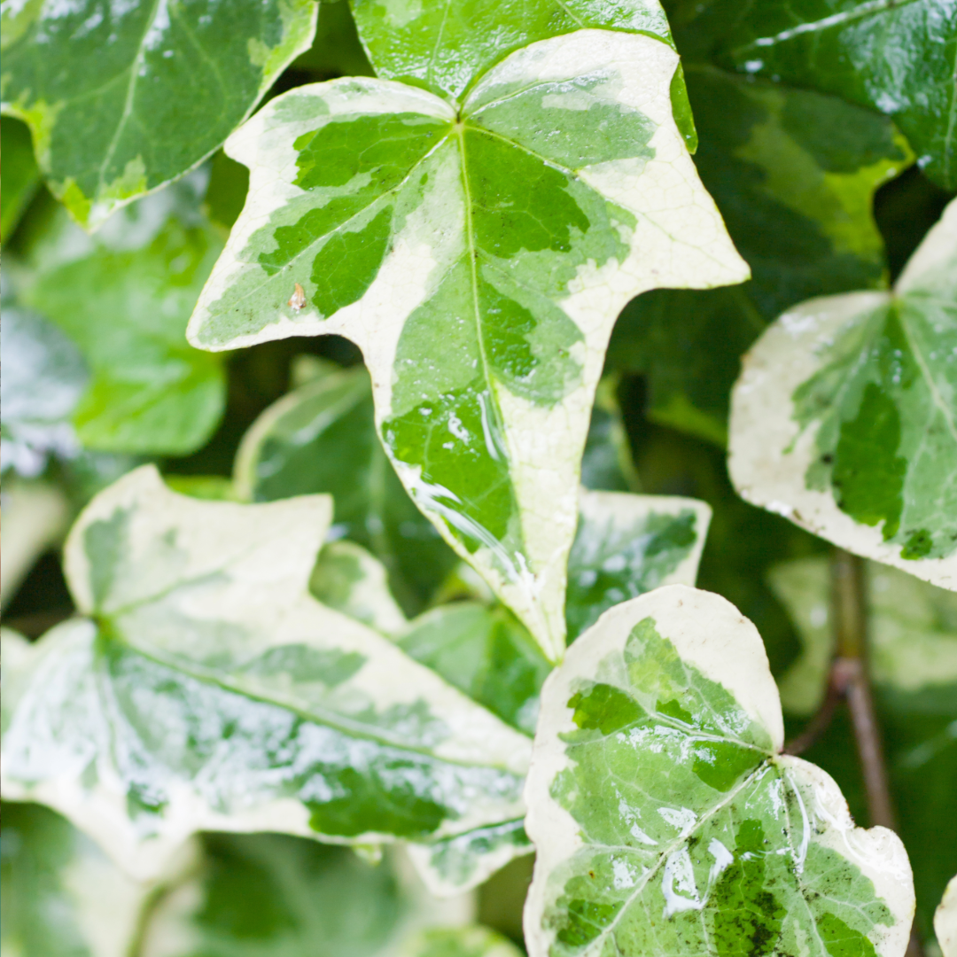 Close-up of green and white variegated leaves of an English Ivy Glacier plant.