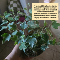 A hand holding a potted variegated English ivy plant, with a beige text box overlaid containing a customer review quote.